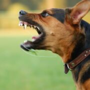 Foto lateral de cão pastor alemão, com as mandíbulas abertas pronto para um ataque. É o que chamamos de cães bravios.