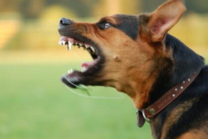 Foto lateral de cão pastor alemão, com as mandíbulas abertas pronto para um ataque. É o que chamamos de cães bravios.