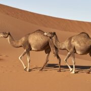 Foto de dois dromedários andando num deserto, só se vê areia e o céu azul. O que é um dromedário?