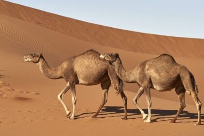 Foto de dois dromedários andando num deserto, só se vê areia e o céu azul. O que é um dromedário?