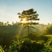 Foto de uma floresta com o sol quase no horizonte. A sustentabilidade do meio ambiente é fundamental.