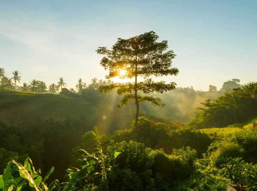 Foto de uma floresta com o sol quase no horizonte. A sustentabilidade do meio ambiente é fundamental.