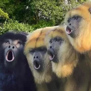 Foto com 3 macacos bugios cantando, é o ronco do bugio na chuva