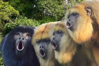 Foto com 3 macacos bugios cantando, é o ronco do bugio na chuva