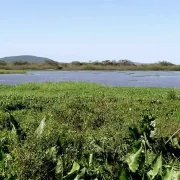 Foto de um campo de área úmida, com área alagada, conhecida no sul como banhados