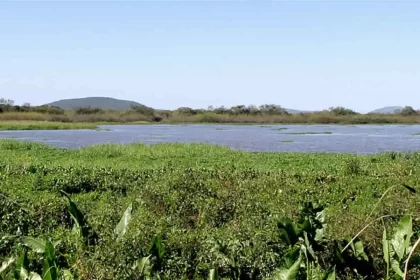 Foto de um campo de área úmida, com área alagada, conhecida no sul como banhados