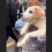 Foto de cachorro resgatado na enchente. Pelo trauma ele seguiu nadando fora da agua.