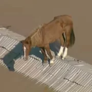 Foto do cavalo caramelo, resgatado em cima de um telhado na enchente do Rio Grande do Sul. Força da natureza
