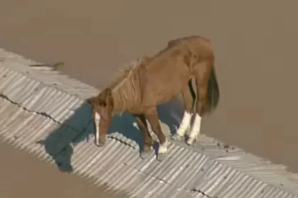 Foto do cavalo caramelo, resgatado em cima de um telhado na enchente do Rio Grande do Sul