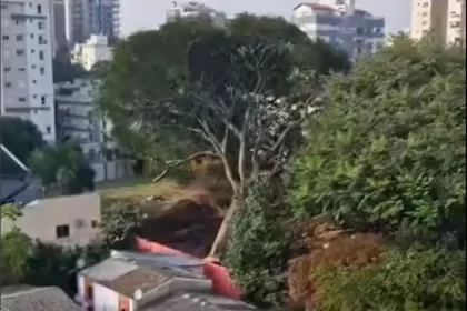 Imagem o momento exato em que uma árvore guapuruvu é derrubada em porto alegre.