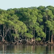 Foto de um manguezal que pode ser ameaçado pela exploração de petróleo pela Petrobras