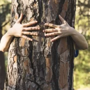 Foto de um tronco de árvores sendo abraçado por uma criança, a crianças está atrás, só aparecem as suas mãos em cima do tronco.