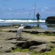 Foto de pedras à beira do mar, uma gaivota em primeiro plano e um pescador ao fundo. A PEC das praias pode levar à privatização do litoral