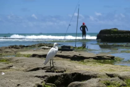 Foto de pedras à beira do mar, uma gaivota em primeiro plano e um pescador ao fundo. A PEC das praias pode levar à privatização do litoral