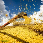 Foto de uma colheita de soja, um importante insumo da agropecuária