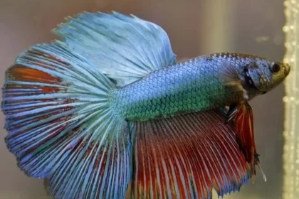 Foto de um peixinho da espécie betta