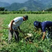 Foto de dois homens numa plantação, é a agricultura familiar