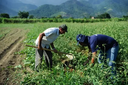 Foto de dois homens numa plantação, é a agricultura familiar