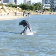 Foto de um boto no Rio Tramandaí