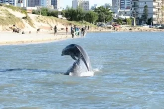 Foto de um boto no Rio Tramandaí