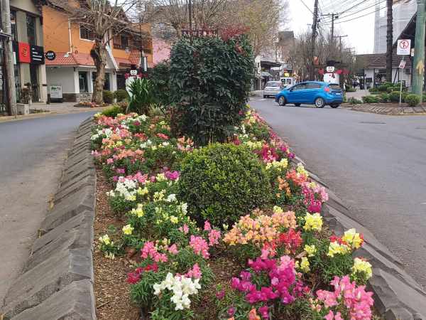 Foto de jardins nos canteiros centrais das ruas de Canela