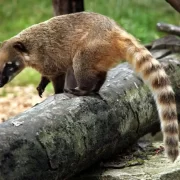 Foto de um quati, animal típico do brasil