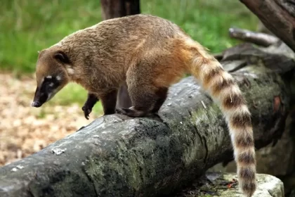 Foto de um quati, animal típico do brasil