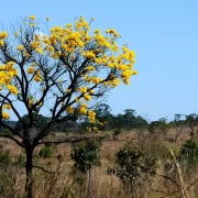 Foto de um arbusto com flores amarelas do Cerrado