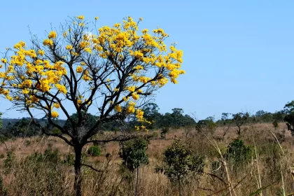 Foto de um arbusto com flores amarelas do Cerrado