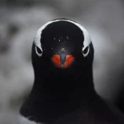 Foto de um pinguim feita pelo biólogo Cesar Rodrigo dos Santos durante viagem à antártica