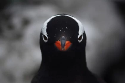 Foto de um pinguim feita pelo biólogo Cesar Rodrigo dos Santos durante viagem à antártica