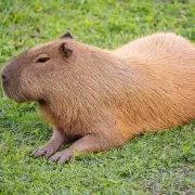 Foto de uma capivara deitada num gramado