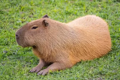 Foto de uma capivara deitada num gramado