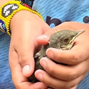 Foto de um passarinho nas mãos de um menino indígena, autora fala de visões de mundo