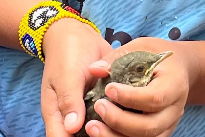 Foto de um passarinho nas mãos de um menino indígena, autora fala de visões de mundo