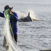 Pescador na beira dágua com uma tarrafa e os botos ao fundo ajudando na pesca