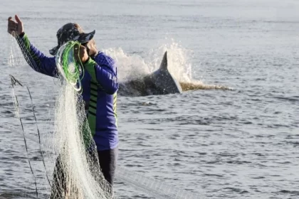 Pescador na beira dágua com uma tarrafa e os botos ao fundo ajudando na pesca