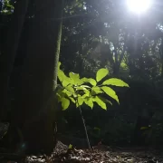 Foto de uma imagem noturna da floresta, que representa créditos de carbono