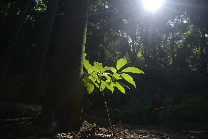 Foto de uma imagem noturna da floresta, que representa créditos de carbono