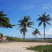 Foto de coqueiros na praia de Itaipava, onde o autor estava coms seus jovens netos