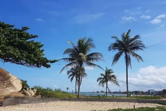 Foto de coqueiros na praia de Itaipava, onde o autor estava coms seus jovens netos