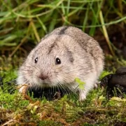 Foto de um exemplar de Lemingues, uma animal envolto em mitos