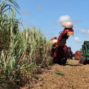 Foto mostra plantação de cana e a colheita com maquinário. Autor discute agricultura sustentável.