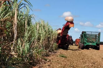 Foto mostra plantação de cana e a colheita com maquinário. Autor discute agricultura sustentável.