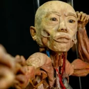 foto de um corpo humano plastinado da exposição Human Bodies