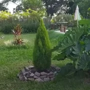 Uma tuia limão plantada num grande jardim