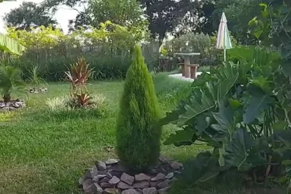 Uma tuia limão plantada num grande jardim