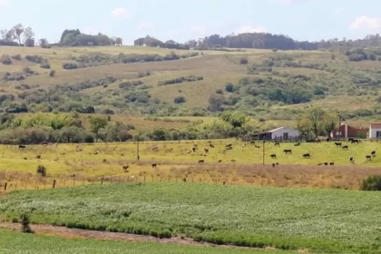foto de um campo do bioma pampa, que pode ser prejudicado com a simplificação do licenciamento ambiental
