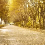 Um parque, com um passeio coberto de folhas douradas. É outono