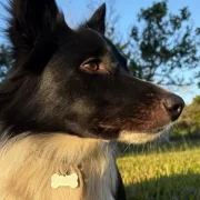 Foto do cachorro Sebastião, autor fala de animais e solidariedade